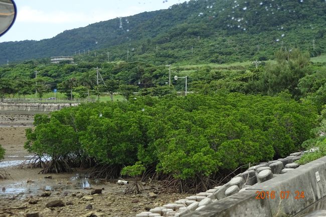 今回のバスも行きと同様に客は我々のみで、貸切状態です。ドライバーの他に研修員がついていて、この研修員の方が、色々と説明や案内をしてくれます。写真は海岸沿いのマングローブです。