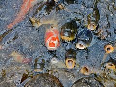 万葉園の鯉である。十数年前今回同行している息子と来たことがあるが、もう忘れたとのこと。一番下の孫に鯉の頭をなでることを奨めたがついにしなかった。
