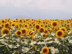 今日の最初の目的地、明野のひまわり畑です！
談合坂からここまで1時間くらいです。

咲いてる咲いてる ゎｰｨ♪ヽ(*´∀｀)ﾉ 
実は、去年も7月の第4週という同じ時期に来ているのですが、こんなにたくさんは咲いていなかったし、もっと曇天でした。