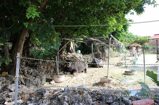 お昼を食べに【そば処　竹の子】に行かねば。<br />当初、水牛に乗りたいと言っていた次男ですが、牛の匂いにノックアウト。