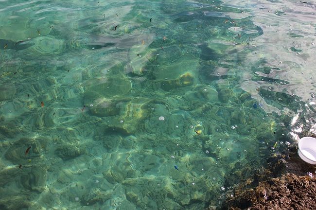 すぐそこにお魚が見えます。