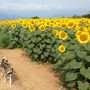 わんこと一緒、高原避暑旅行