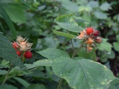 鷹狩山駐車場近くにある
森林まなび公園にて。