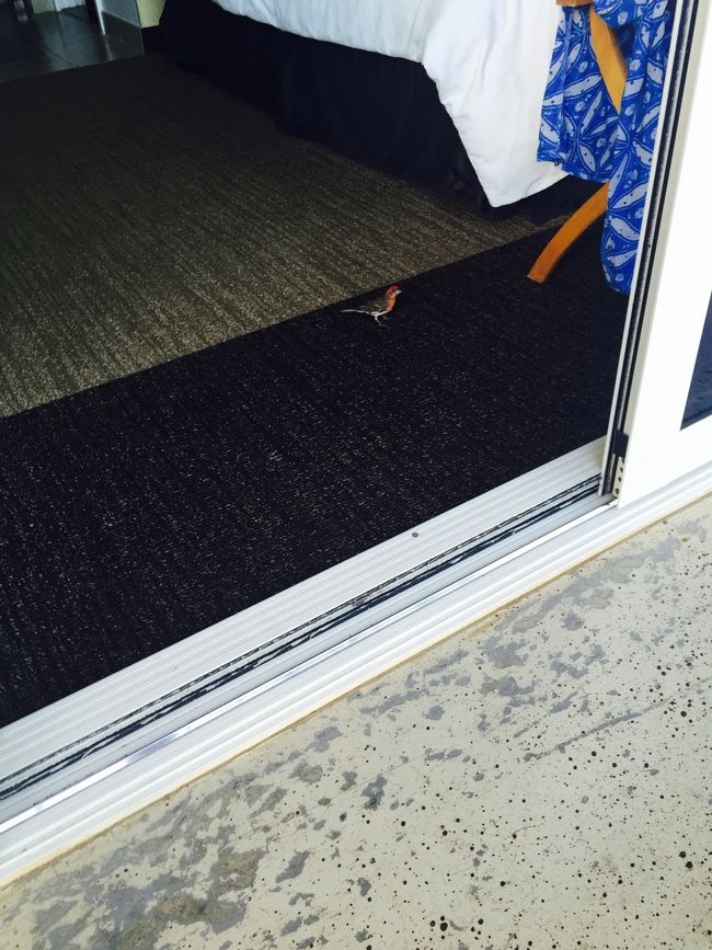 朝です。<br />小鳥がへやに、入ってきました。<br />波の音で、目が覚めます。