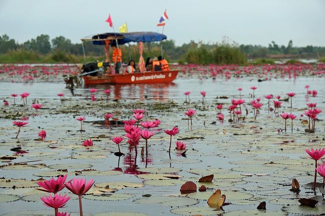 タイ ノンハン湖<br /><br />紅い蓮の海（タレー・ブア・デーン／正式名：ノーンハーン）