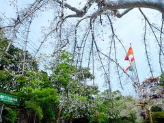 箱根ガラスの森美術館へ到着して、いきなり目に入ったのがこれ。

まるでしだれ桜の花びらのように、木の枝に無数のクリスタルガラスのドロップがきらめいているのです。

写真ではキラキラ感がわからないのが残念です。