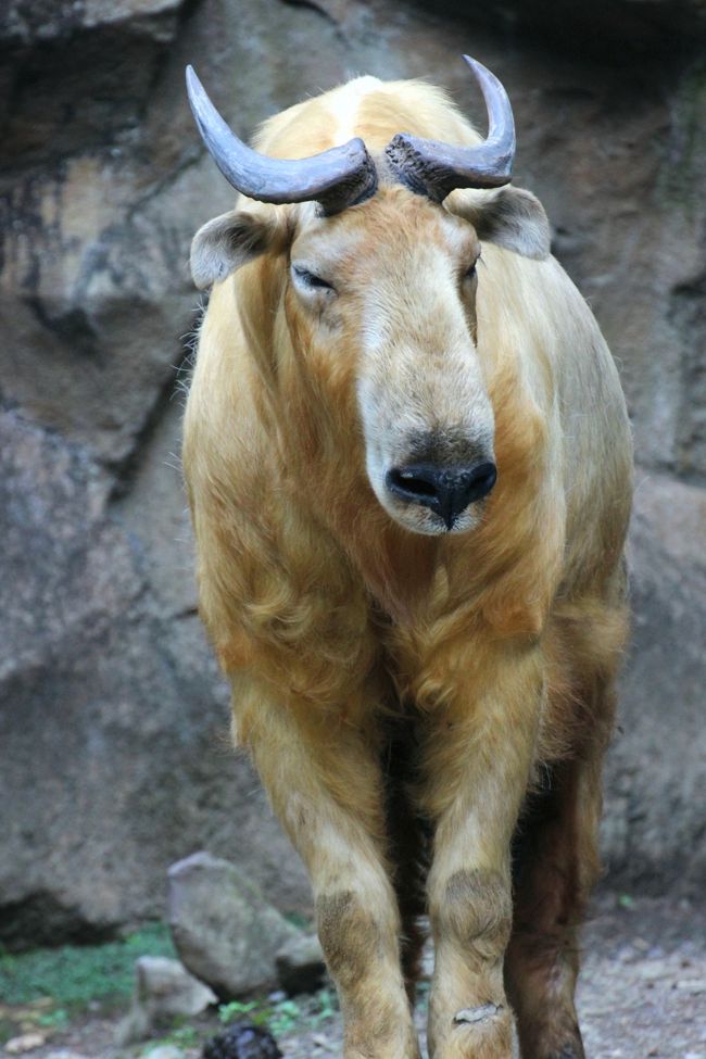 発光生物の話 よみもの動物記◇羽根田弥太、北隆館、昭和47年