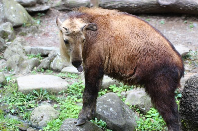 発光生物の話 よみもの動物記◇羽根田弥太、北隆館、昭和47年