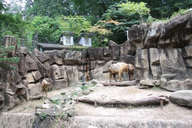 今年も朝から晩までナイトズーの多摩動物公園で10時間半（4