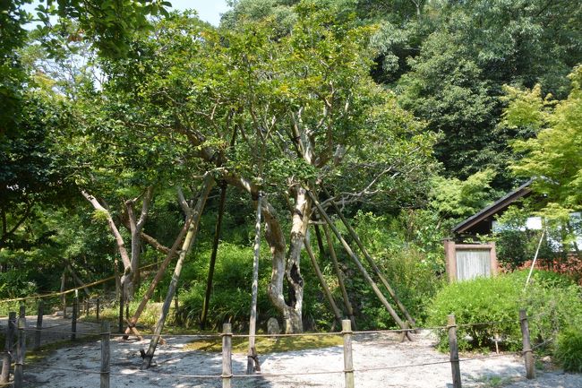 五色椿です。有名だそうです。