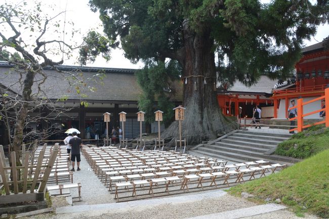 庭越しに大杉がそびえてます。