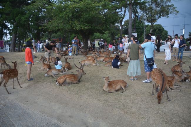 奈良国立博物館前。鹿が多い。