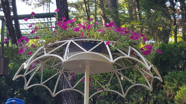 花のパラソルの下には椅子が置いてあって撮影スポットでしたが、<br />中年夫婦の団体がほほえましく撮影していたので上だけ撮影〜