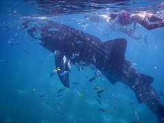 セブ島南部のオスロブは、最大の魚ジンベイザメと一緒に泳げる数少ないポイント。
ただしマクタン島からのツアーは超早朝出発で、移動時間も長いです。