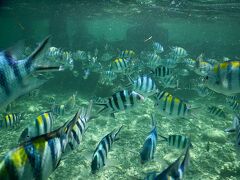 ナルスアン島の魚たち。
人に慣れすぎです。