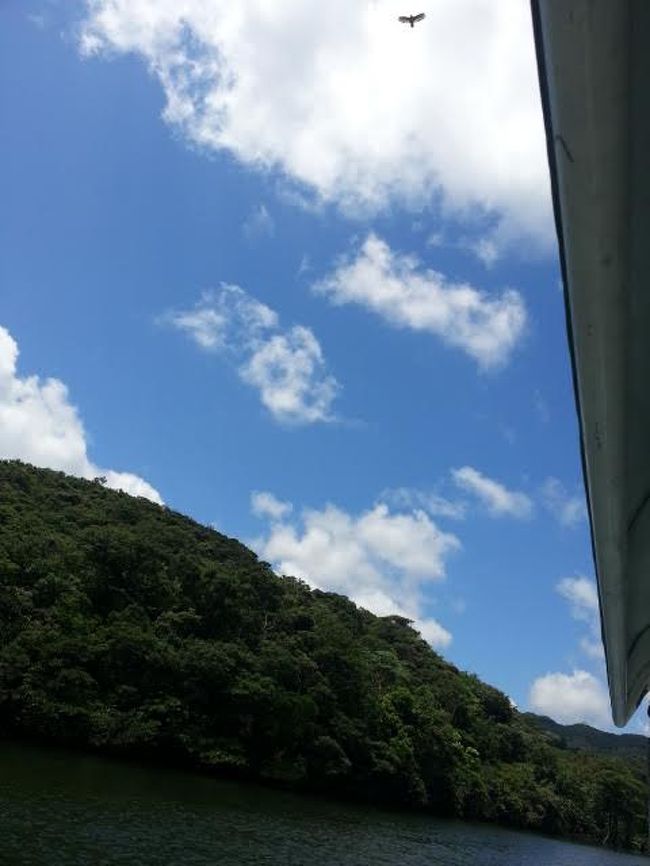 かんむりわし。ラッキー！