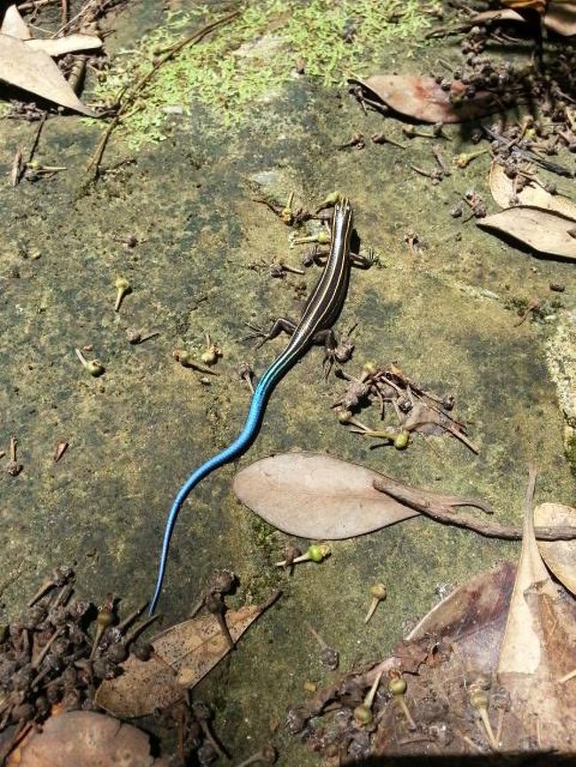 そこらじゅうにいた。