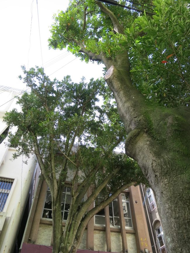 緑がとても綺麗でした♪