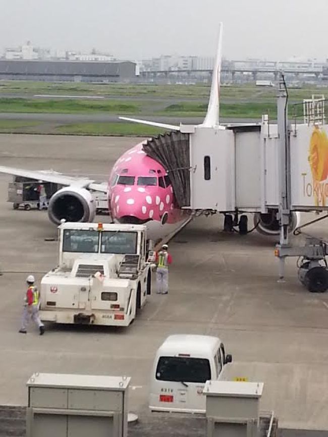 ジンベイザメの飛行機でワクワク