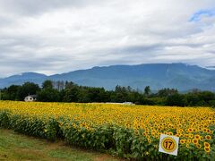 〔 明野地区 ひまわり畑 〕

最初にやってきたのが、北杜市明野町にある「ひまわり畑」です。
ここでは、青い山々を背景に60万本のヒマワリが咲き誇る「北杜市明野サンフラワーフェス」を３会場で開催しています。

HPで事前に確認したところ、３会場のうちメイン会場と浅尾新田会場の２会場のヒマワリはもう終わっていて、最後の希望は“農村公園会場”の１会場のみで、こちらは何とかギリギリ見頃のようでした。

そのひまわり畑がコチラ！
お〜〜〜、まだまだ見事に咲いてますね(^^♪