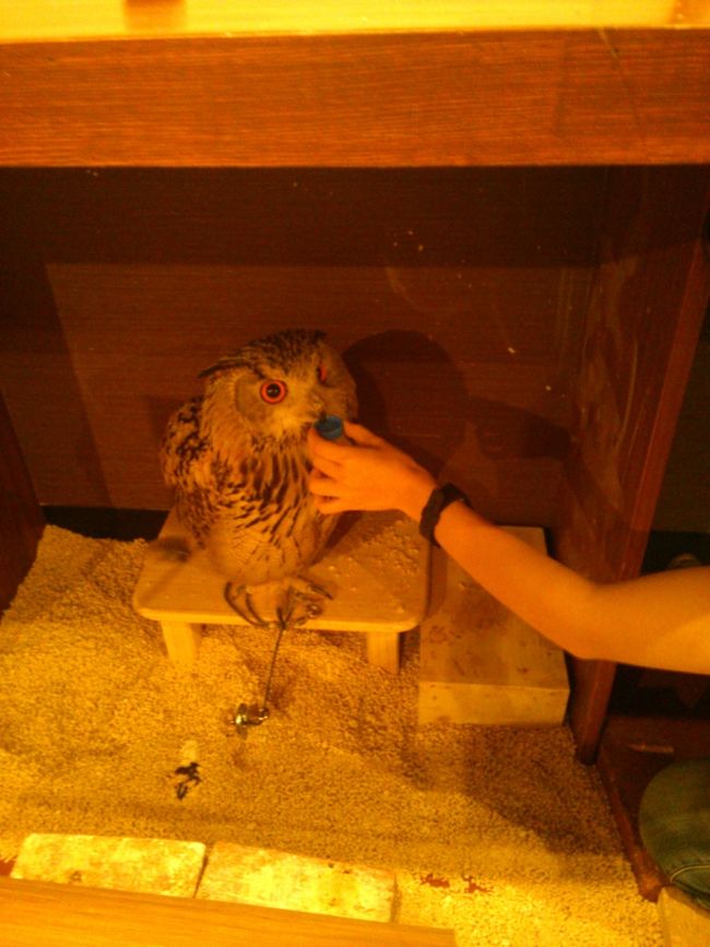 同行者様の要望で<br />モチイドの商店街にあるフクロウカフェへ<br /><br />猛禽類もいるらしい<br /><br />もっぱらトンビしか見たことがないので<br />新たな世界(笑)<br /><br />動物好きですが､あまり動物園、○○カフェはテンション上がらず<br />撮影班に徹する <br /><br />水分補給 ゴクゴク