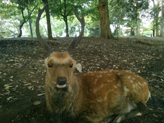 おーーー<br /><br /><br />これはこれは、タレ耳様！<br /><br />このお方は奈良では有名な鹿だそうです<br /><br />タレ耳様は、縄張りは別ですが今日は<br /><br />そろそろ、鹿のアツイ時期なのでハーレムの隅にいました