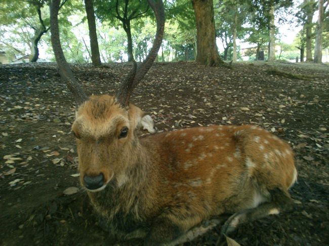 実は、タレ耳様の側におそらく奈良公園関連の方が<br />おられ、説明してくれました<br /><br />その人が「タレちゃん」と呼ぶと<br /><br />タレちゃん、いや、垂れ耳様が天を向くしぐさをするという…<br /><br />お邪魔かなという空気を感じ退散(笑)