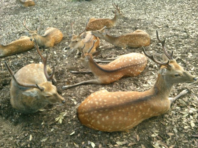 No.2、いや、3以下かな？<br /><br />雄鹿の集団は<br /><br />ハーレムの脇にいました