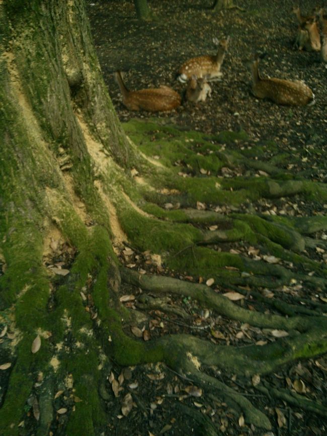 今は子鹿と母鹿の群れが沢山<br /><br />ほとんど天敵の心配のない奈良公園でも集団でいるのは習性なのかな