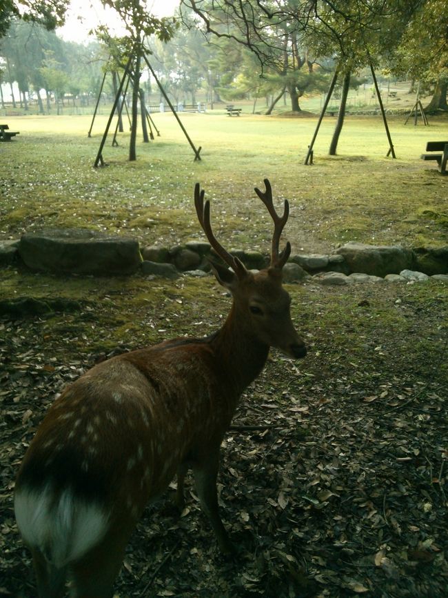 間違えました<br /><br />奈良でした…