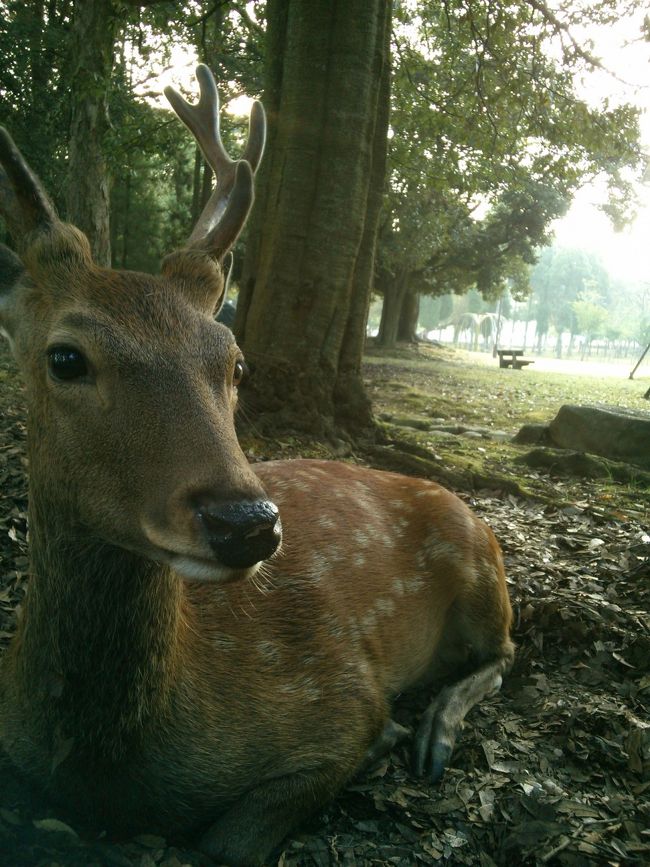 さようなら<br /><br />また来ます