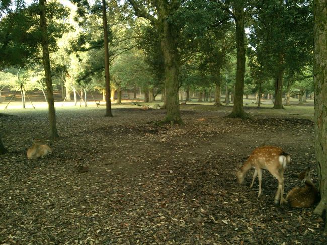 少し進むと、親子鹿の集団<br /><br />邪魔しないで通過