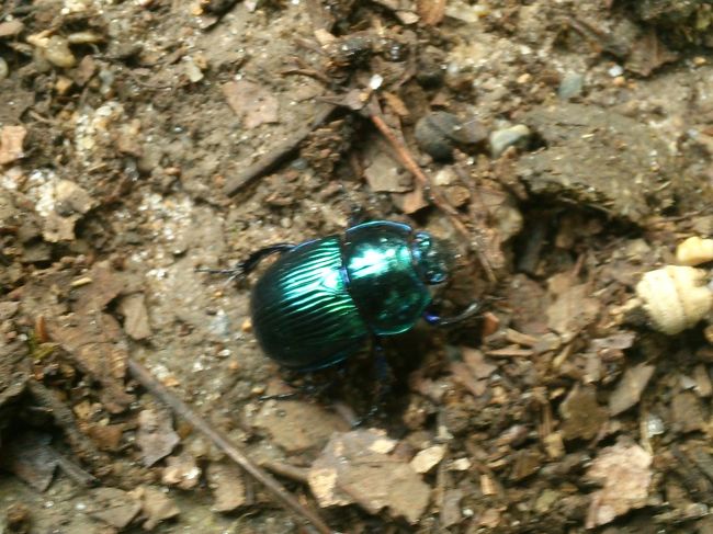 フンコロガシ？