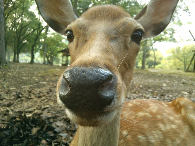 去年のボスに会いに某所へ<br /><br />途中、これまた一人立ちしたばかりらしい若い鹿<br /><br />奈良では安心でも、自然界では大丈夫かな？<br />と思うほど