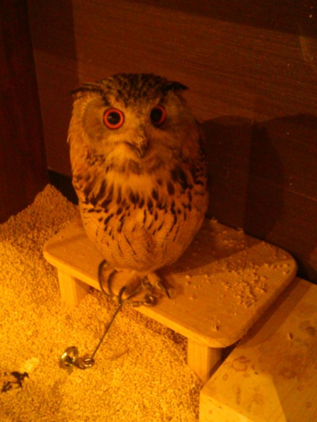 小さく見えますが<br />身長？約70cm<br /><br />大きさより体に占める鈎爪の割合が素晴らしい