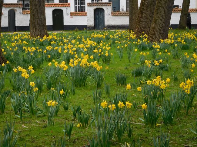 この季節はすいせんの花が咲き、とても綺麗です。