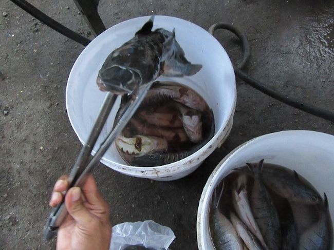 泥抜き済のレレ　調理液につけてある様子。