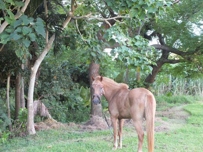 やっぱり校庭に馬が繋がれています。