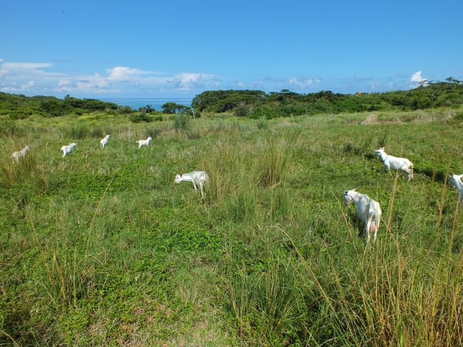 途中、ヤギがたくさんいましたが、近づくと逃げていきます。