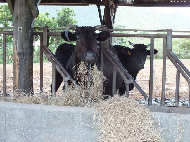 宿に戻ります。<br />途中、牛舎があります。