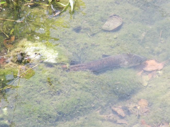 宿の横には川（？）が流れています。<br />オオウナギだそうです。美味しくないそうです。<br />