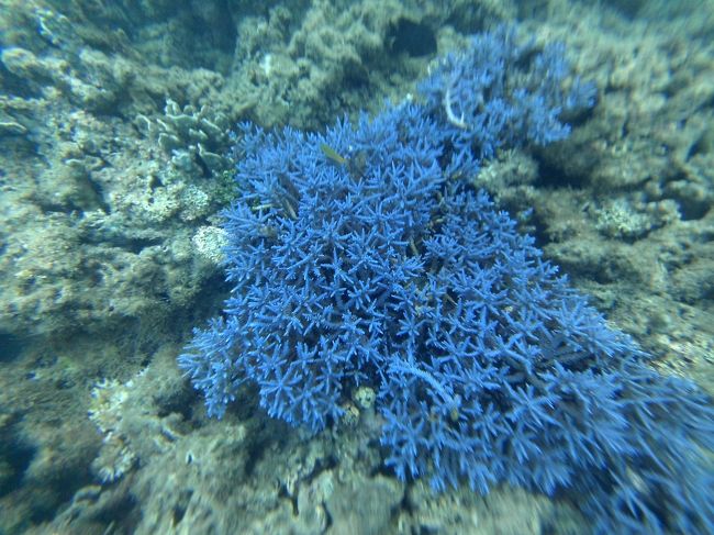 今日は水中カメラを持ってきたので、撮ってみます。