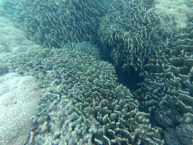 たくさんあったので、おそらくこれがアオサンゴです。