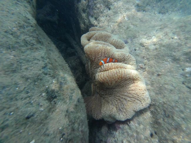 ここはカクレクマノミもいます。