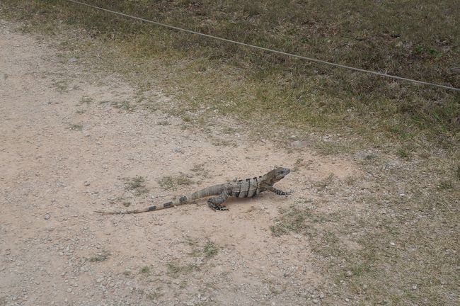 イグアナさん。<br />ノラ猫みたいな感じで、ナチュラルに存在している。かわいい。