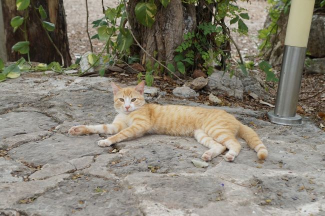 ノラ猫発見。暑そうにグダグダしてました。かわいい…