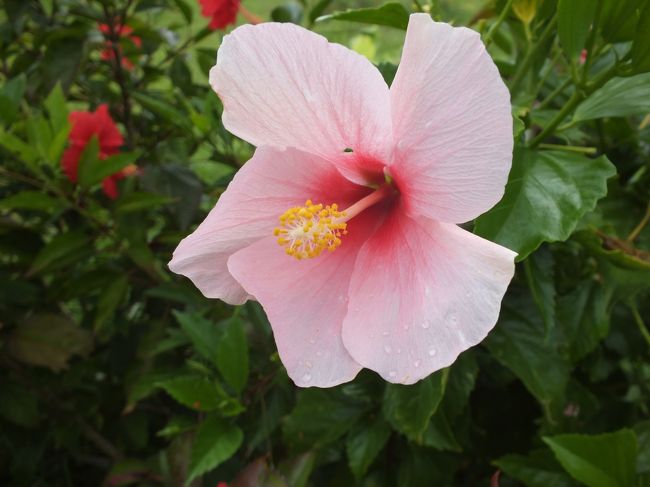 ハイビスカスにもいろいろあります。<br />ピンクです。