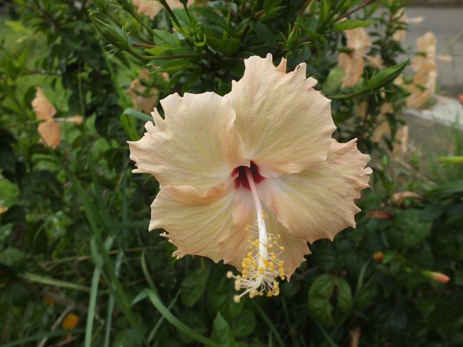 クリーム色です。