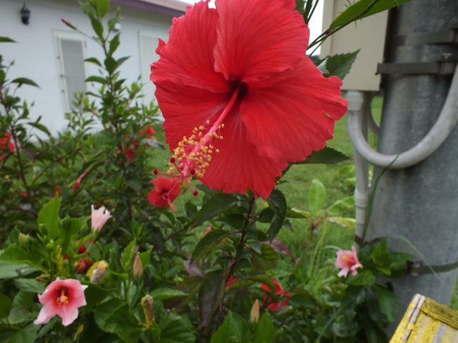 定番の赤です。