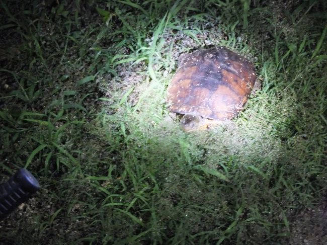 食事の後はナイトツアーです。<br />宿のご主人が、豊富な知識で案内してくれます。<br />宿の周りを30分ほど歩くだけですが、いろいろな生き物がいます。<br /><br />写真はないですが、ホタルもいます。<br /><br />ヤエヤマイシガメです。